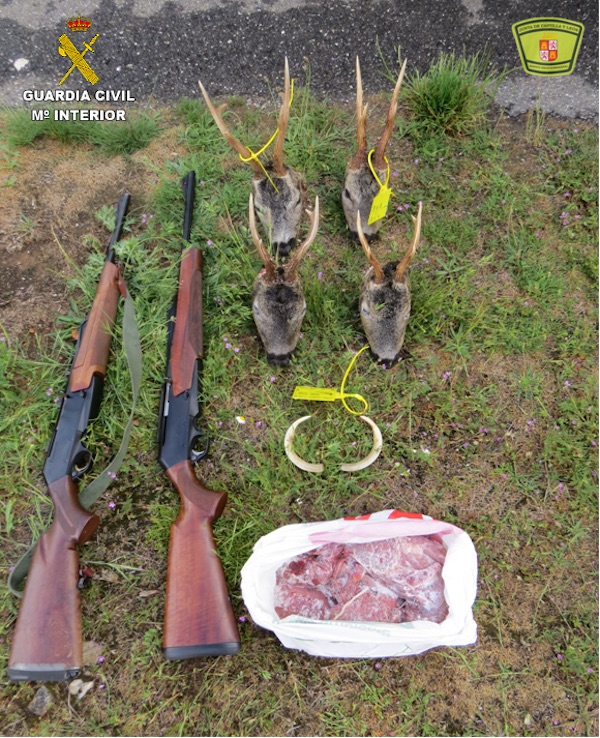 Identificados dos cazadores con cuatro cabezas de corzo precintadas irregularmente Identificados dos cazadores con cuatro cabezas de corzo precintadas irregularmente